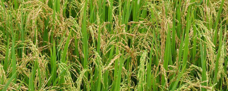 印度的小麦主要分布在什么地区水稻主要分布在什么地区 印度的小麦和水稻分布在哪里