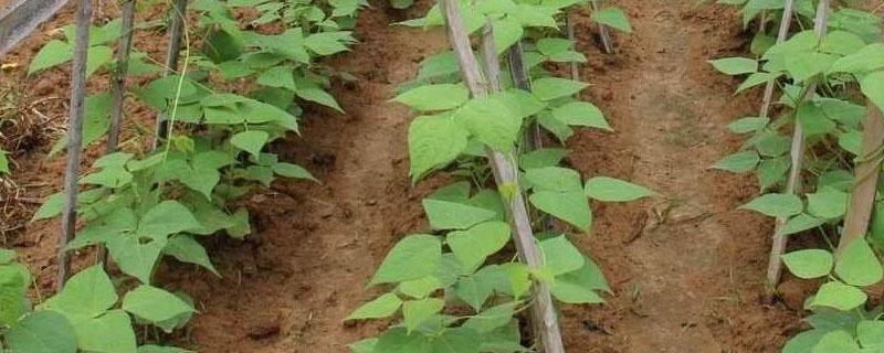 豆角如何种植 豆角如何种植才能产量增次