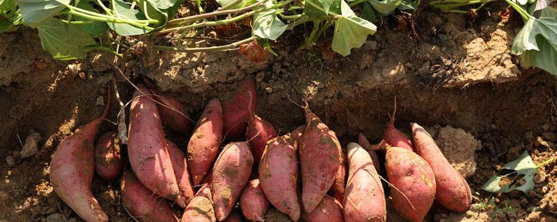 一个红薯可以育多少苗 红薯育苗每亩能育多少株