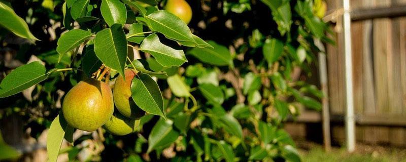 梨树农药全年配方表 梨树全年用药方案