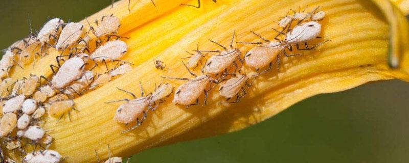 蚜虫的危害有哪些（蚜虫对植物的危害有哪几方面）