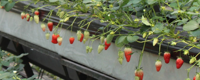 草莓大棚立体种植 大棚草莓立体栽培