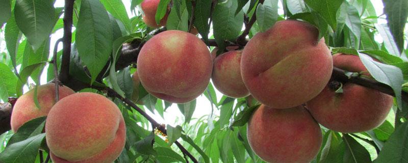 桃树的病虫防治和用药时间 桃树病虫害全年用药时间表