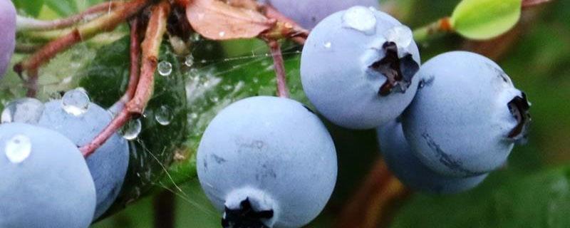硫酸亚铁在蓝莓中的使用方法（蓝莓硫酸亚铁怎么用）