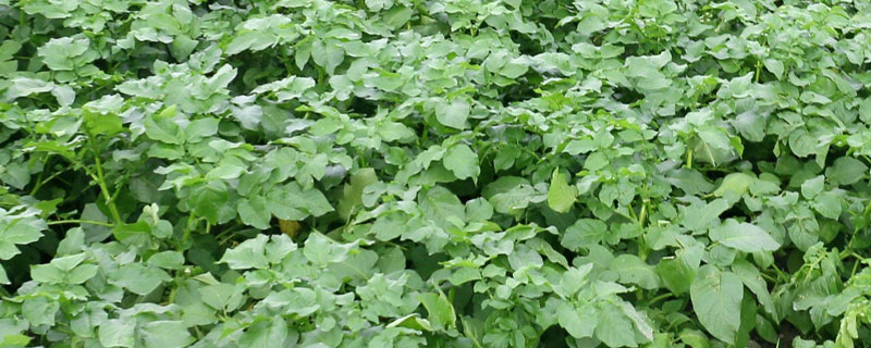 土豆的施肥方法如下 土豆的田间施肥技术