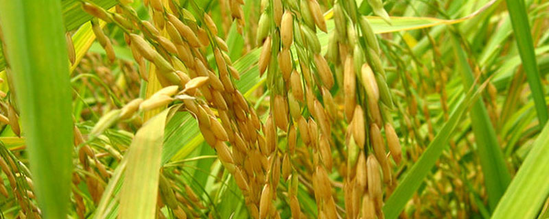 水稻倒伏缺什么的肥 水稻倒伏用什么肥