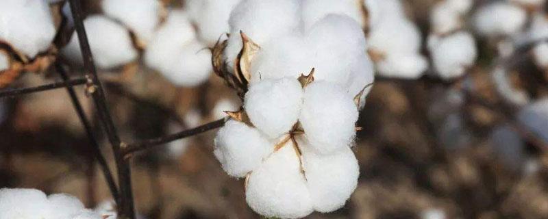 南亚的棉花主要分布在哪里（东南亚棉花分布在哪里）