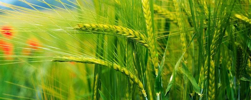 噻呋酰胺能防治小麦哪些病 噻霉酮防治小麦什么病