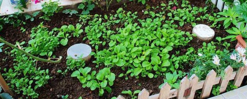 堆肥可以直接种菜吗 堆肥上能直接种菜吗