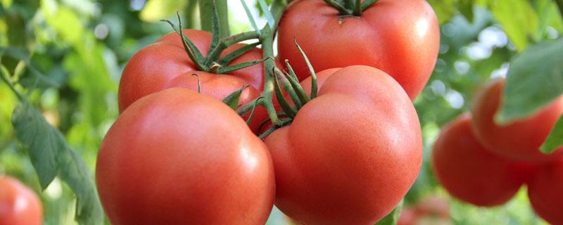 种植番茄需要注意事项 种植番茄需要注意什么