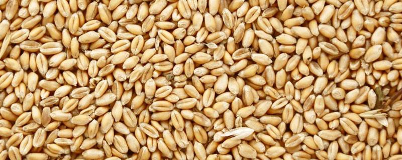 小麦种子含有麦芽糖吗 麦芽糖用的是小麦种子还是大麦种子