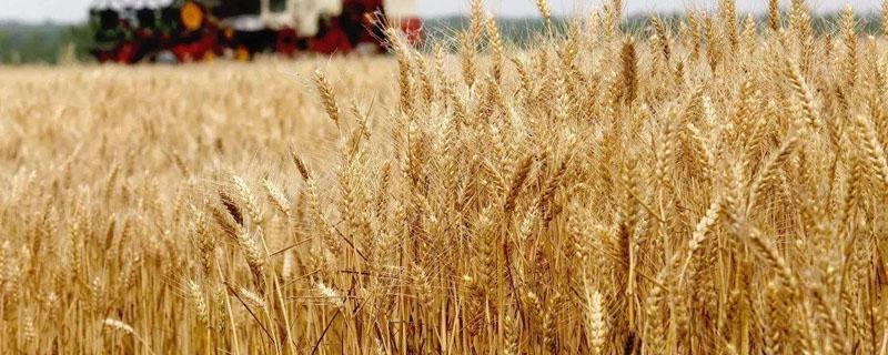 湖北小麦主产区在哪里 湖北小麦种植区域