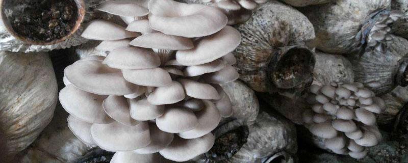 一万袋平菇一天能收多少斤 3000袋平菇每天多少斤