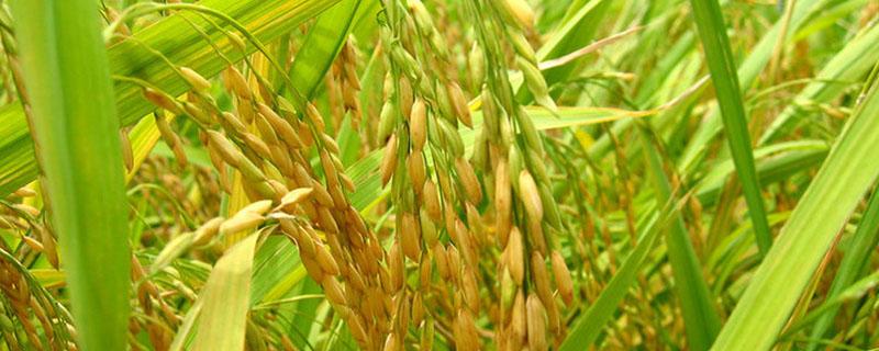 杂交水稻是基因变异吗 杂交水稻是遗传还是变异