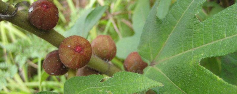 五指毛桃种植多长时间可以收成 五指毛桃种植多长时间可以收成成熟