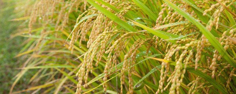 水稻卷叶虫用什么农药 水稻卷叶虫用什么农药防治最好
