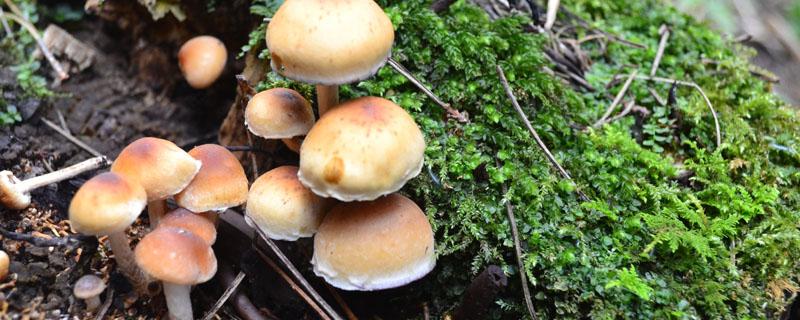 菌菇算植物吗 蘑菇是菌类植物吗