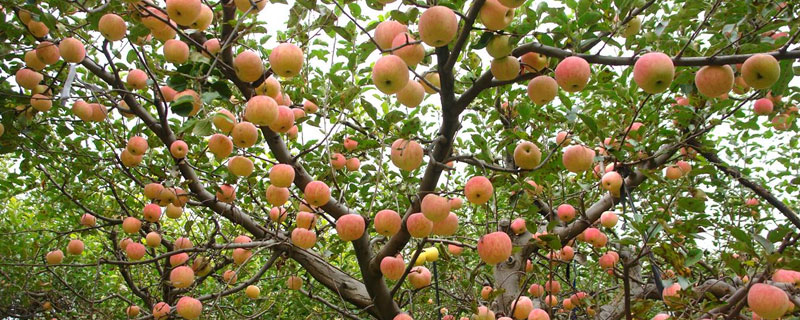 五月份苹果树施什么肥好 果树施什么肥好