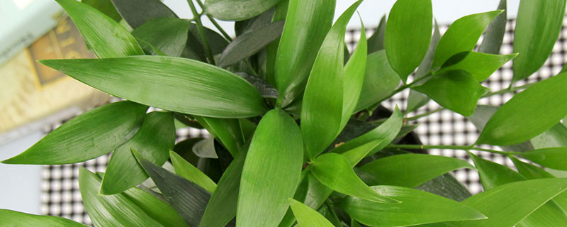 长寿竹图片 长寿竹的养殖方法和注意事项怎么养