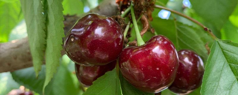 微生物菌剂樱桃树使用方法 樱桃树常用杀菌剂