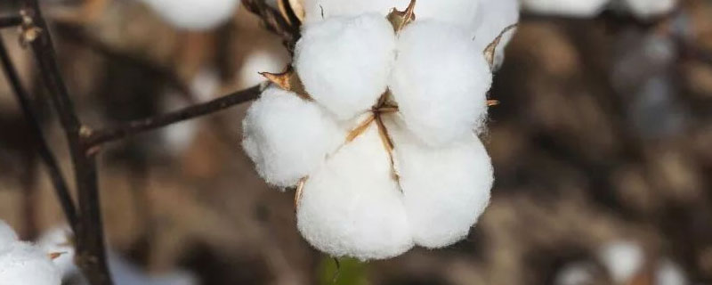 中亚地区发展棉花种植的限制因素 中亚地区发展棉花种植的限制因素是什么