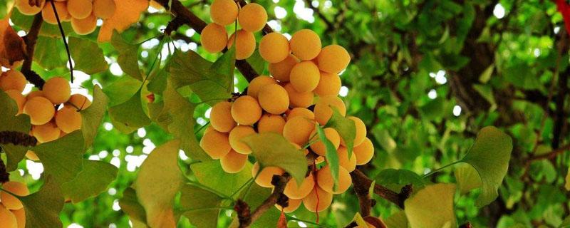 银杏树通过什么传播种子 银杏树通过种子繁殖