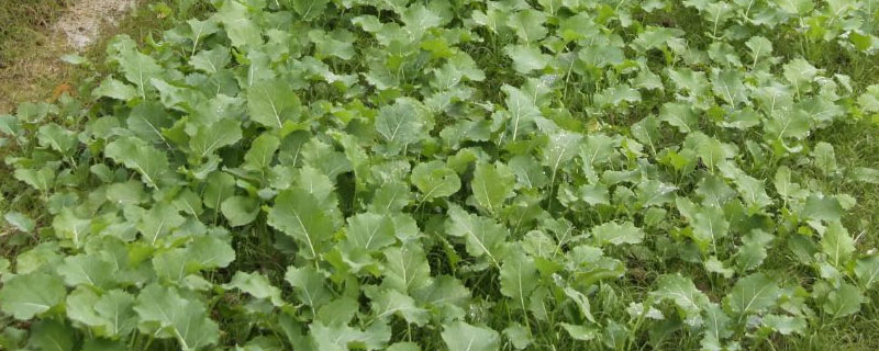 植物调节剂在农业生产的应用 植物生长调节剂在农业上的应用