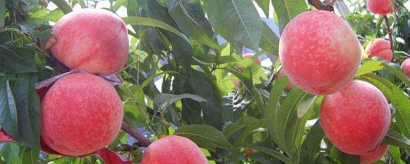 水蜜桃嫁接到毛桃长出来的是什么颜色 水蜜桃嫁接到毛桃长出来的是什么