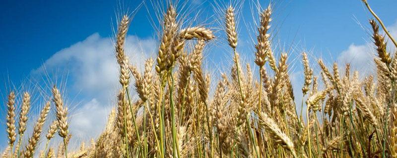 多效唑在小麦上怎么使用方法 多效唑怎样拌小麦种