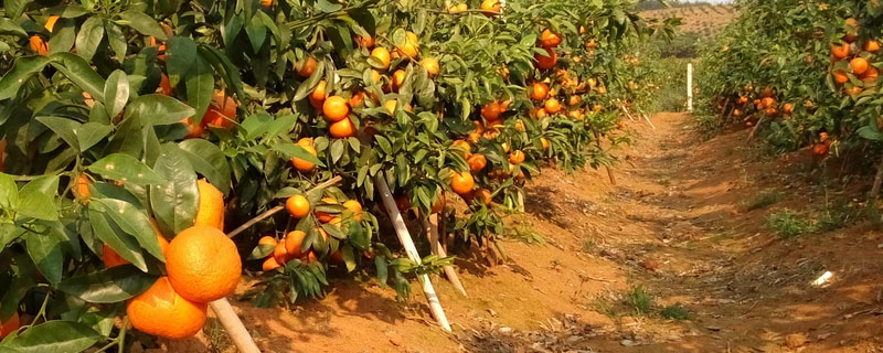 柑橘生物菌肥使用方法 微生物菌剂淋施柑桔稀释多少倍