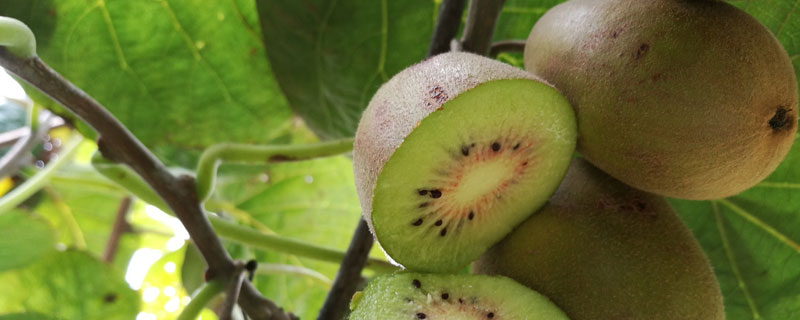 猕猴桃种植条件与气候温度 猕猴桃种植条件与气候