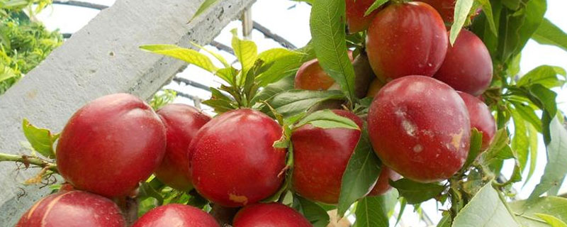 植物调节剂在大棚油桃上应用技术 植物调节剂在大棚油桃上应用技术