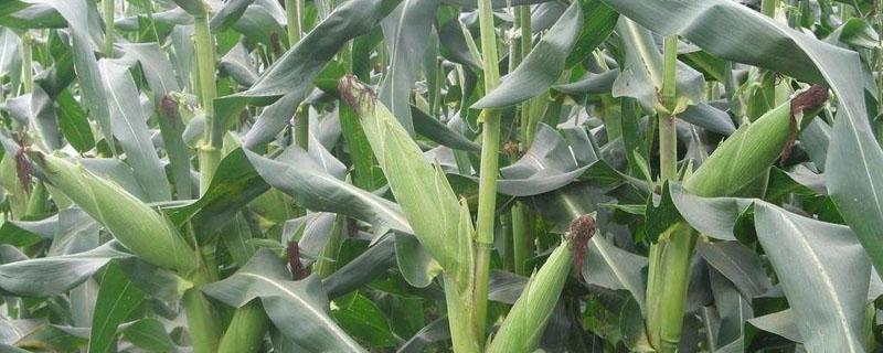 有机肥对玉米生产和产量的影响 有机肥对玉米生产和产量的影响研究