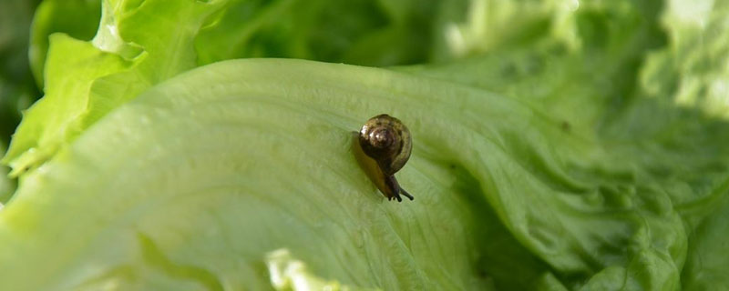 农作物叶子上长了蜗牛怎么办 植物有蜗牛怎么办