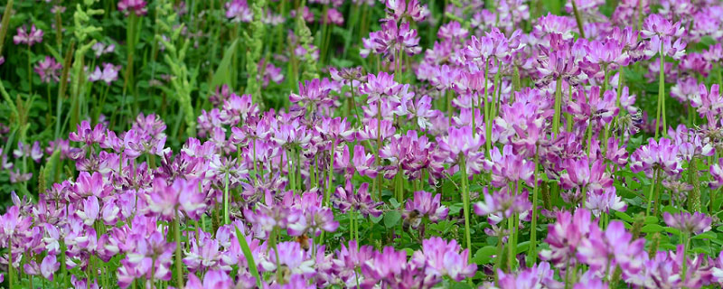 紫云英可以春天播种吗 紫云英什么季节种植