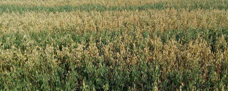 农作物和杂草之间的关系 杂草与农业的关系