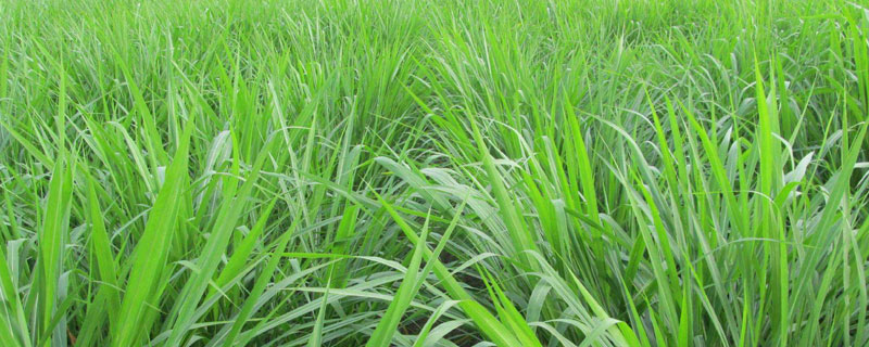 黑麦草草籽播种方法 黑麦草播种方法