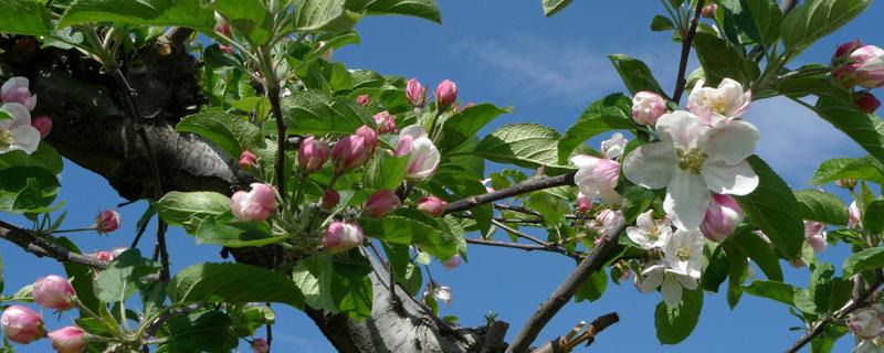 果树开花结果施什么肥 果树开花期可以施肥吗