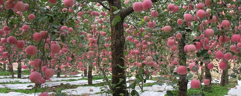 苹果树开花到结果的过程 果树从开花到结果的步骤
