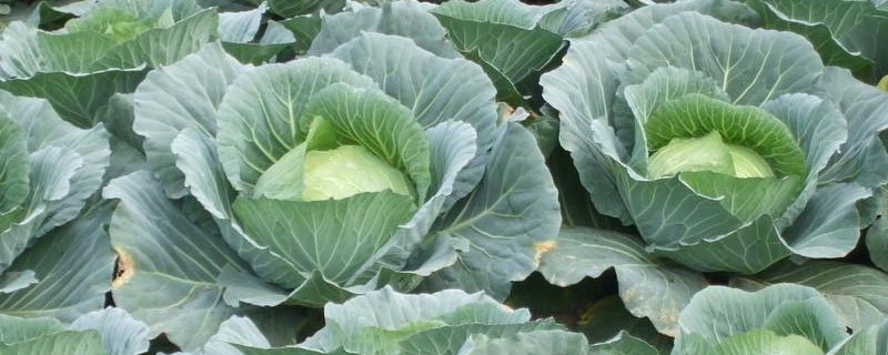 种植有机蔬菜需要什么条件 种有机菜需要的条件是什么?