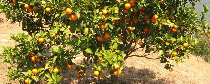桔子树施什么肥 柑橘肥料