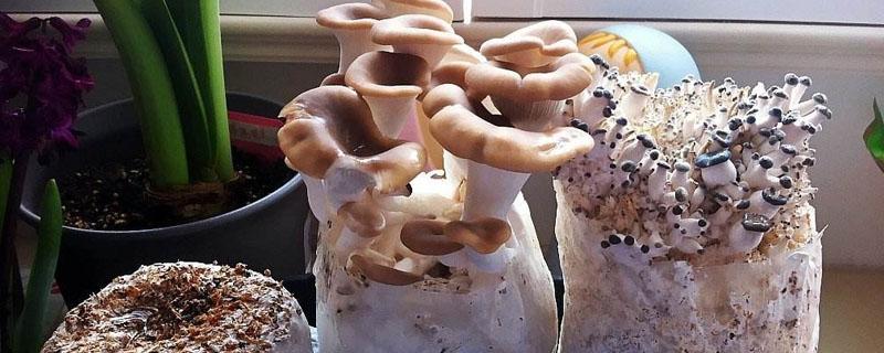 菌菇包种植图片步骤 菌菇包怎么种植