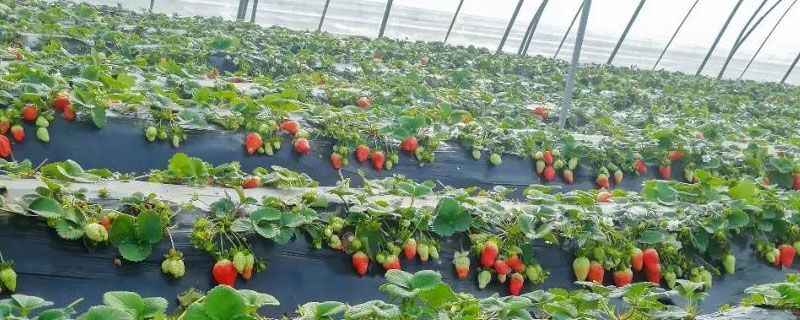 大棚草莓亩产量 草莓大棚一亩地产量多少