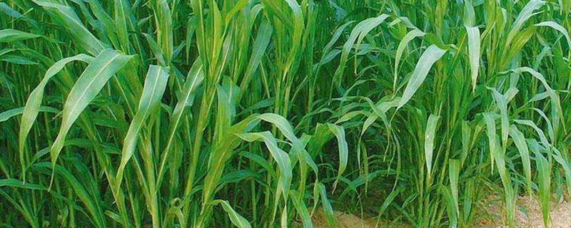 苏丹草种植技术和方法 苏丹草种子的种植方法