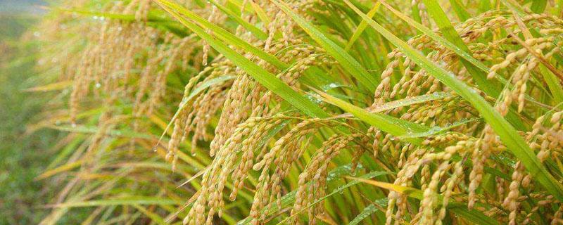 东南亚适合水稻生长的有利条件 东南亚适合种植水稻的原因