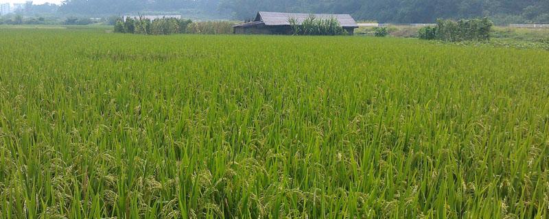 农作物缺氮磷钾的表现 农作物缺氮肥的表现
