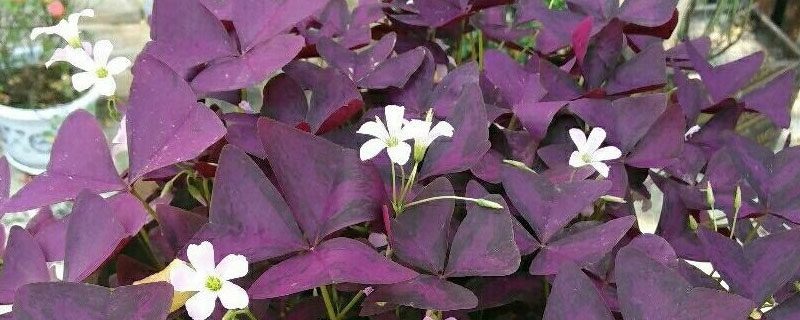紫蝴蝶三叶草的养殖方法 三叶草紫蝴蝶花怎么养