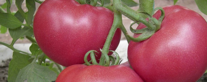 番茄溃疡病是什么原因造成的 番茄溃疡病的主要症状
