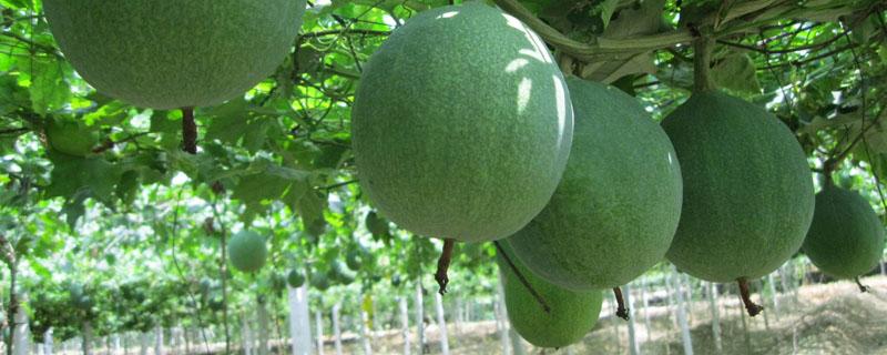 瓜蒌子种植技术 瓜蒌种子能种植吗