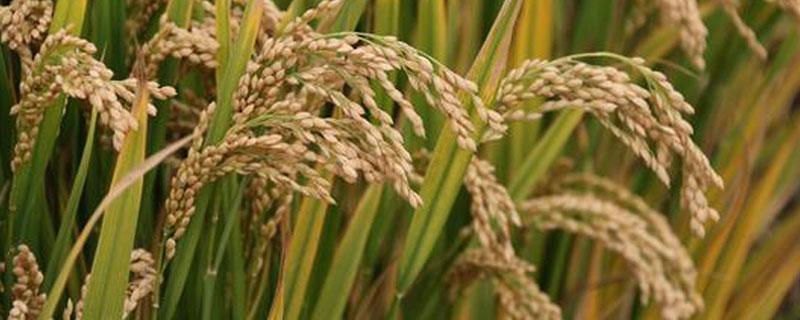 世界上最早种植水稻的国家是哪 世界上最早种植水稻的国家是啥